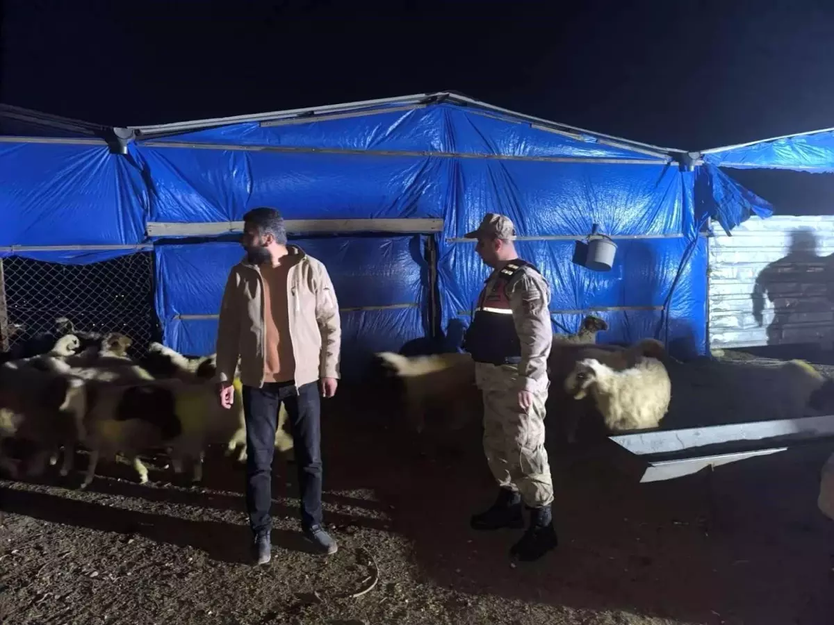 Kilis'te Kaybolan Hayvanlar Bulundu