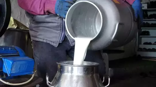 Ardahan'da Süt Üreticileri Krizde