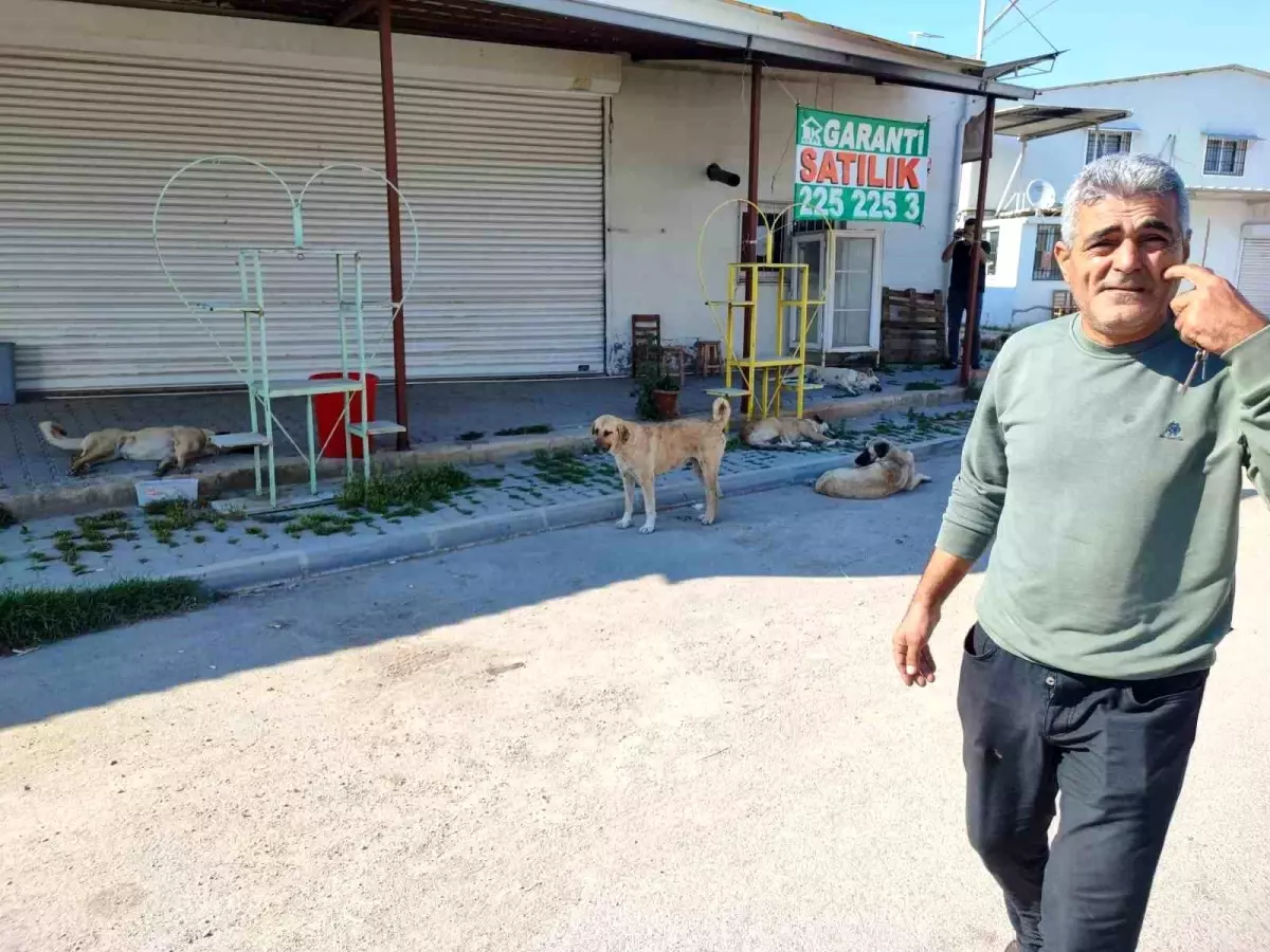 Adana'da Sokak Köpekleri Tehlike Saçıyor: Vatandaşlar Belediyeye Başvurdu