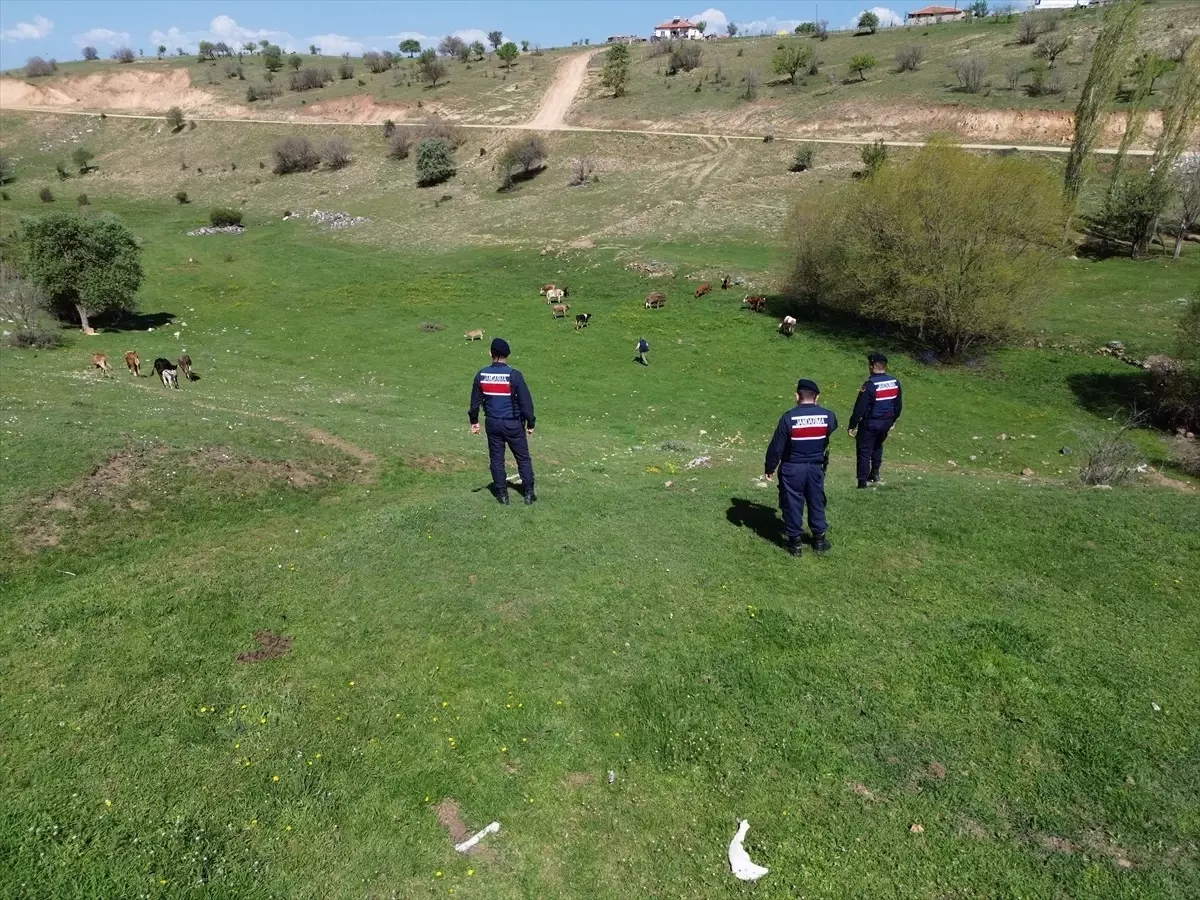 Kaybolan Hayvanlar Jandarma Tarafından Bulundu