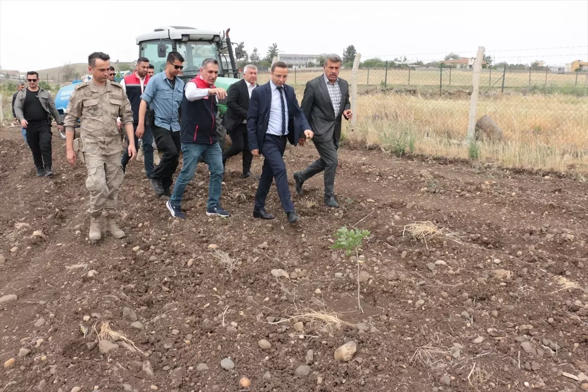 Cizre'de Fıstık Yetiştiriciliği Gelişiyor
