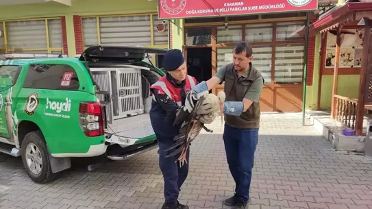 Yaralı Leylek Kurtarıldı