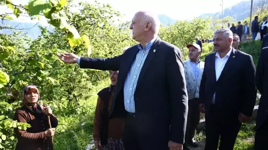Giresun'da Fındık Bahçelerine Zirai Don Zarar Verdi