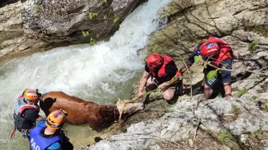 Kastamonu'da Hayvan Kurtarıldı