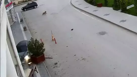 Alkollü Sürücü Kaza Yaptı