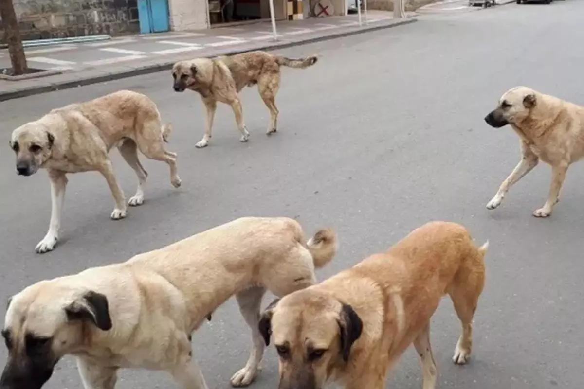 Anayasa Mahkemesi, sokak hayvanları düzenlemesinin iptaline yönelik başvuruyu reddetti