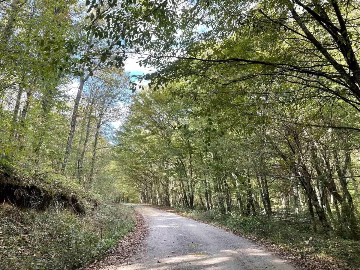 Kırklareli'nde Ormanlara Giriş Yasağı
