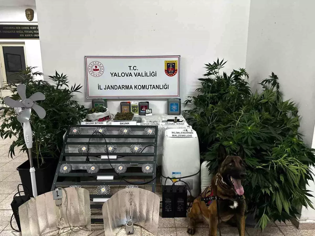 Çınarcık'ta Uyuşturucu Düzenek Operasyonu
