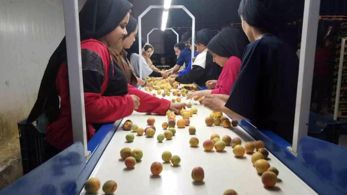 Mersin Mut'ta Kayısı Hasadı ve İhracatı Başladı
