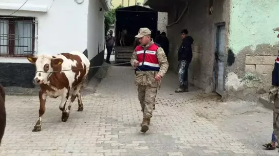 Kaybolan Hayvanlar Jandarma Tarafından Bulundu