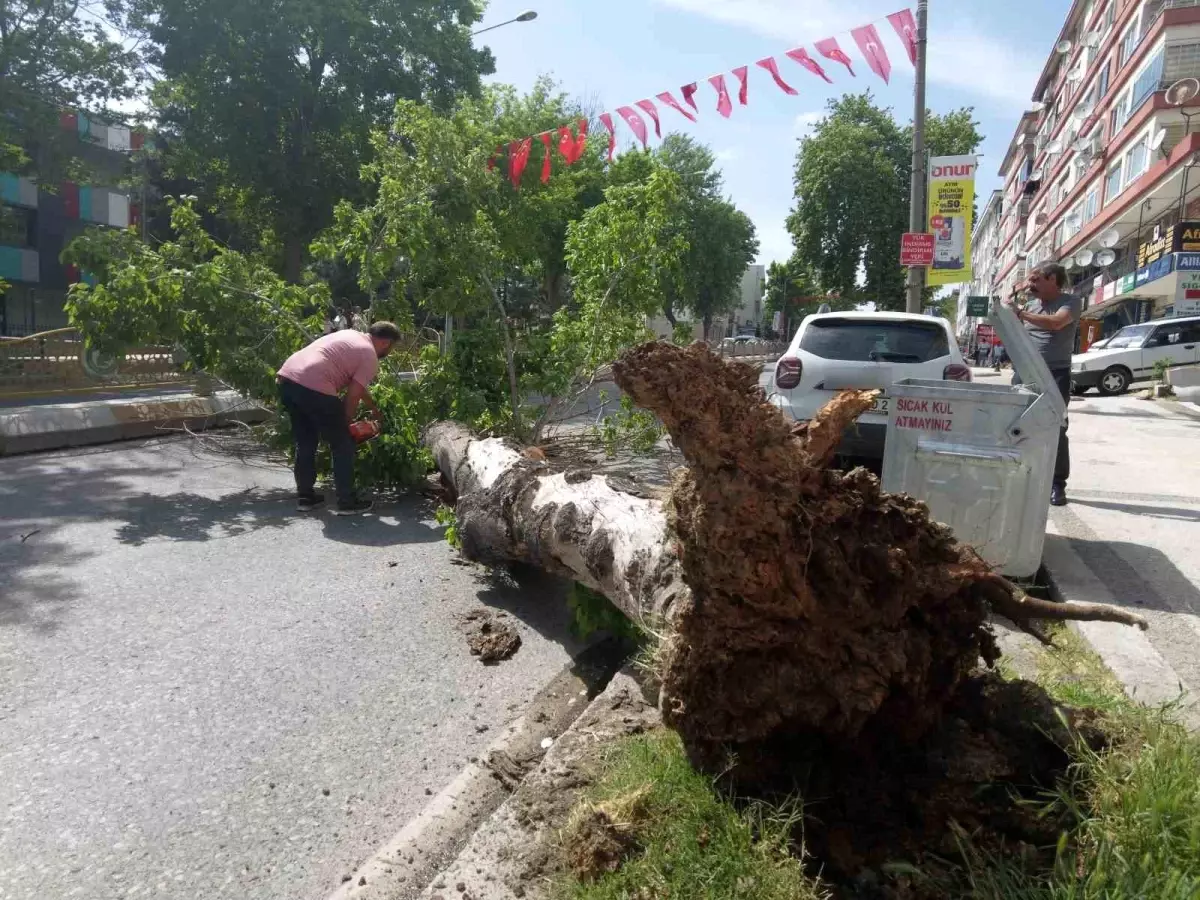 Edirne'de Aniden Düşen Ağaç Trafiği Kapatınca Saniyelerle Kurtuldular