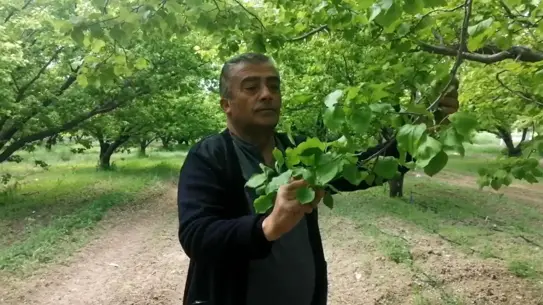Zirai Don, Kayısı Üreticilerini Vurdu