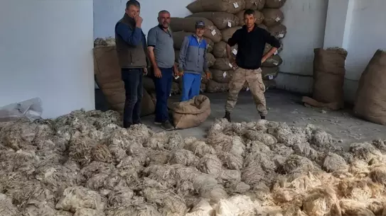 Beypazarı'nda Tiftik Alımı Başladı