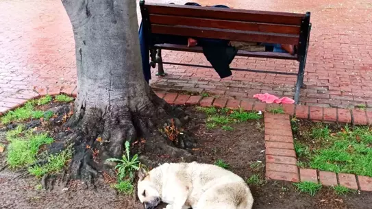 Sadık Köpek, Uyuya Kalan Sahibinin Yanında Nöbet Tutuyor
