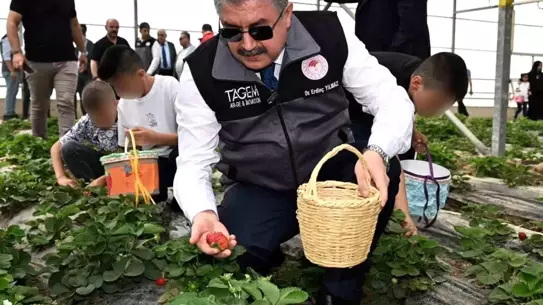 Çilek Hasadıyla Nesiller Buluştu