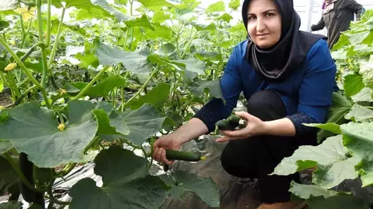 Yavuzeli'nde Kadınlar Seracılıkta Başarıya Koşuyor