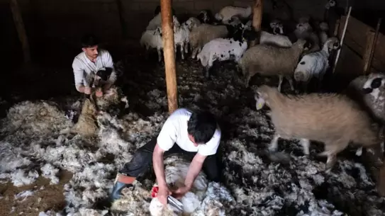 Erzincan'da Yün Kırkımı Başladı