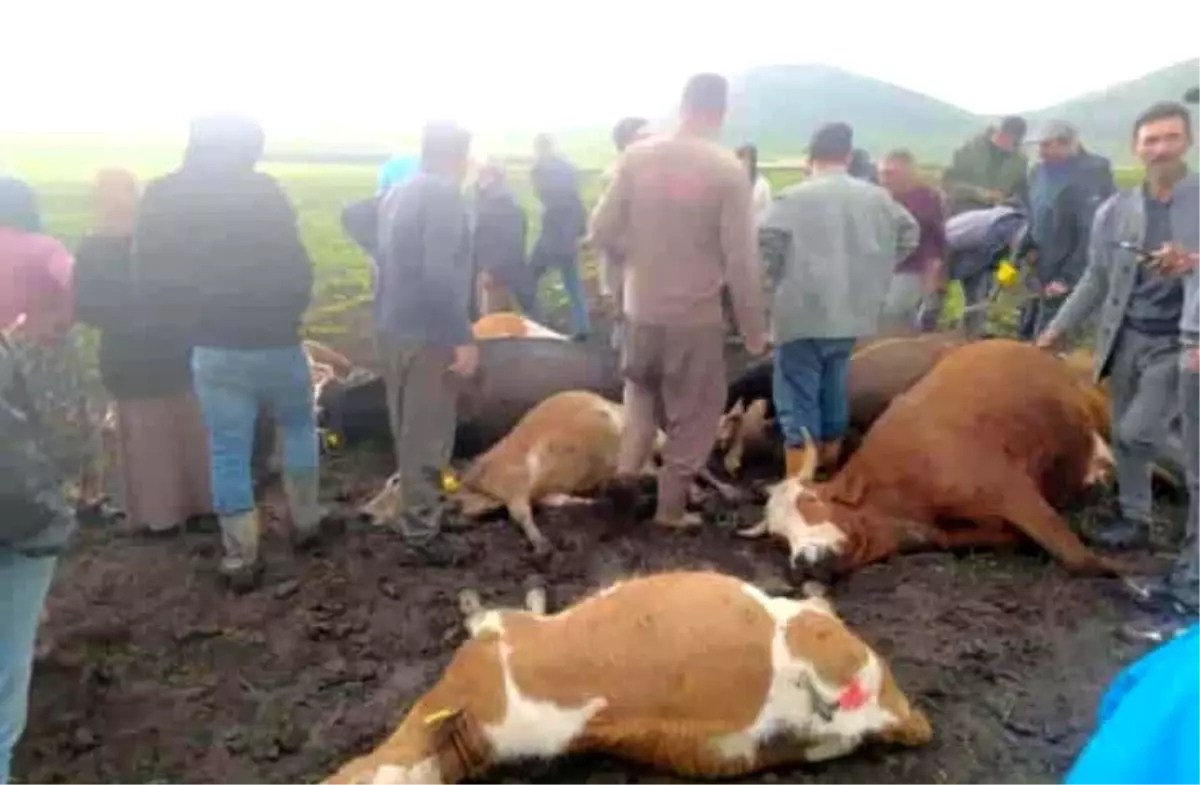 Kars'ta Yıldırım Büyükbaş Hayvanları Vurdu