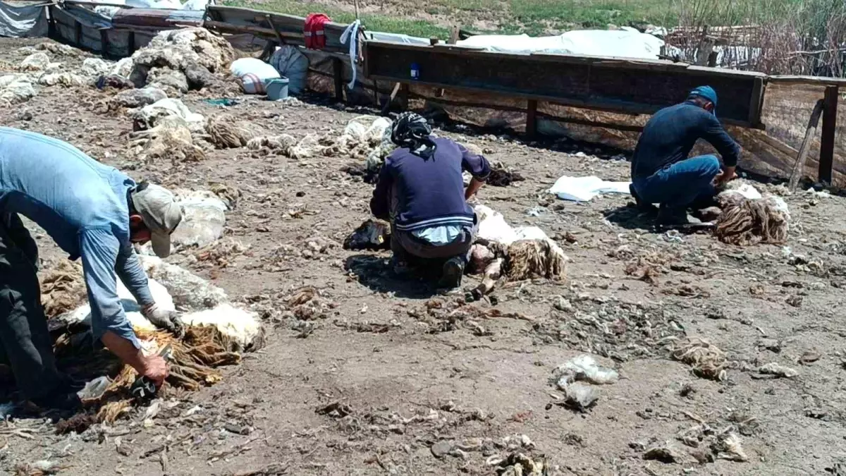 Kozluk'ta Göçerler Zorlu Şartlarda Peynir Üretiyor