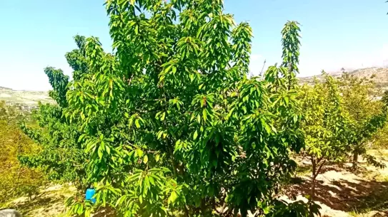 Yeşilyurt'ta Kiraz Yaprağı Umut Oldu