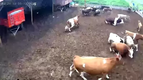 Amasya'da Deprem Anı: İnekler Panikledi