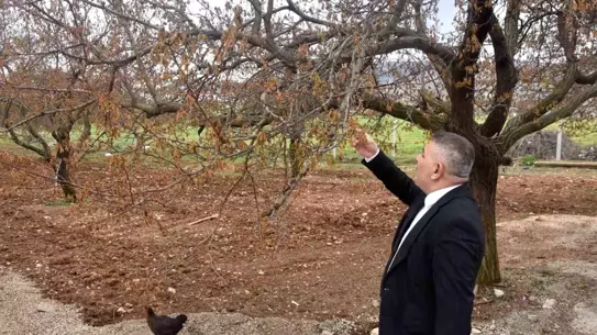 Malatya'da Zirai Don Tehlikesi
