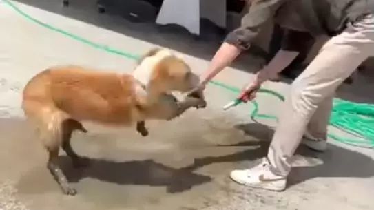 Düzce'de Betonla Kaplanan Köpeğe Esnaf Yardımı