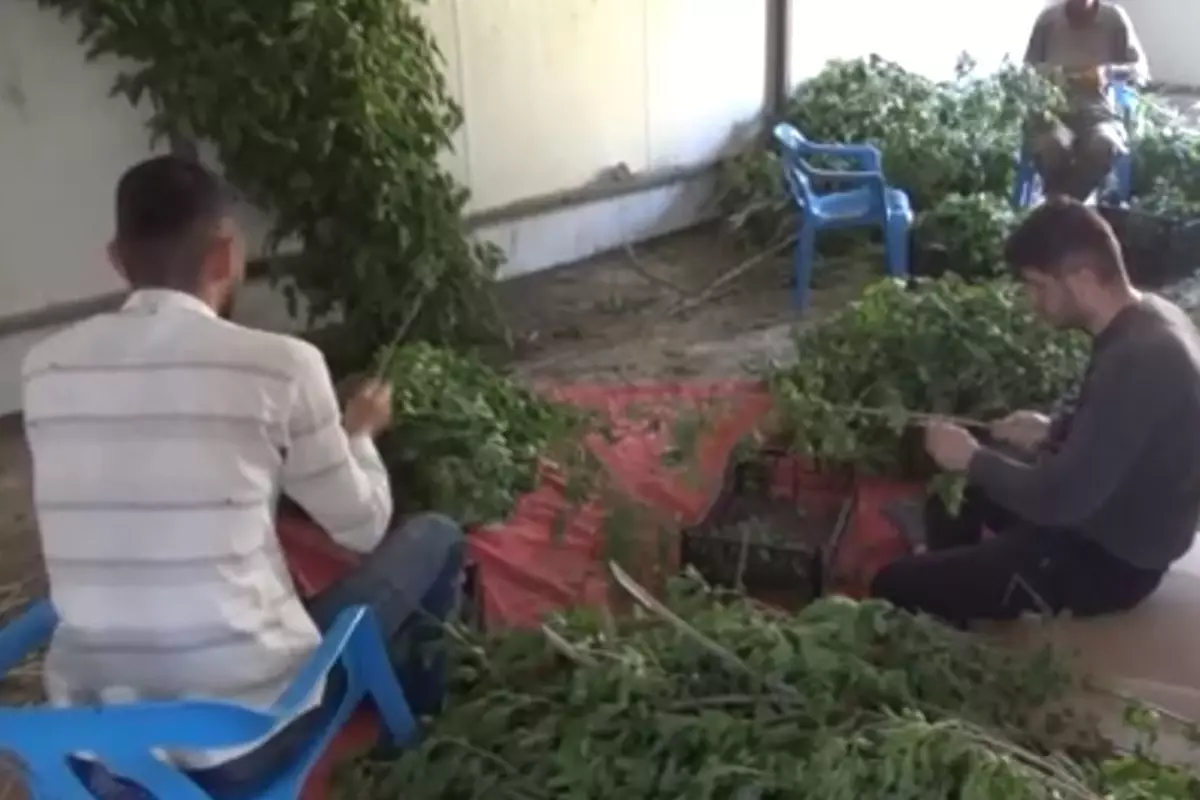Kilosu 1000 liradan satılan ürün 150 ailenin en önemli geçim kaynağı