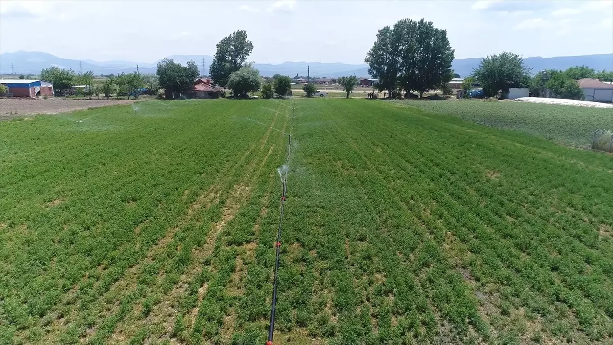 Musacalı Barajı Tamamlandı!