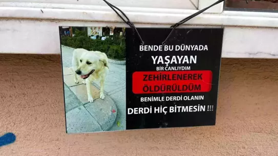 Eskişehir'de Duygusal Hayvan Farkındalığı