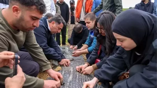 Bilecik'te Çilek Üretimi Artıyor