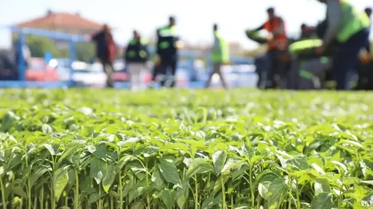 Çubuk'ta 1 Milyon Fide Dağıtımı Başladı