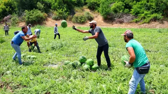 Adana'da Turfanda Karpuz Hasadı Başladı