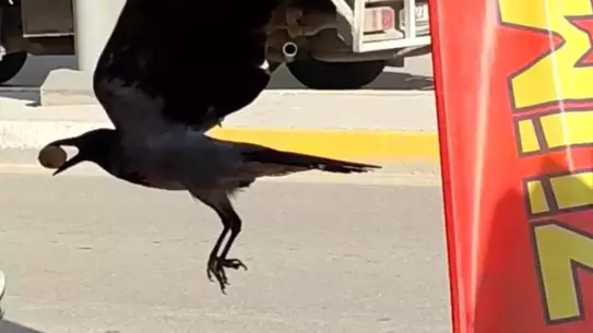 Karga Ceviz Çaldı