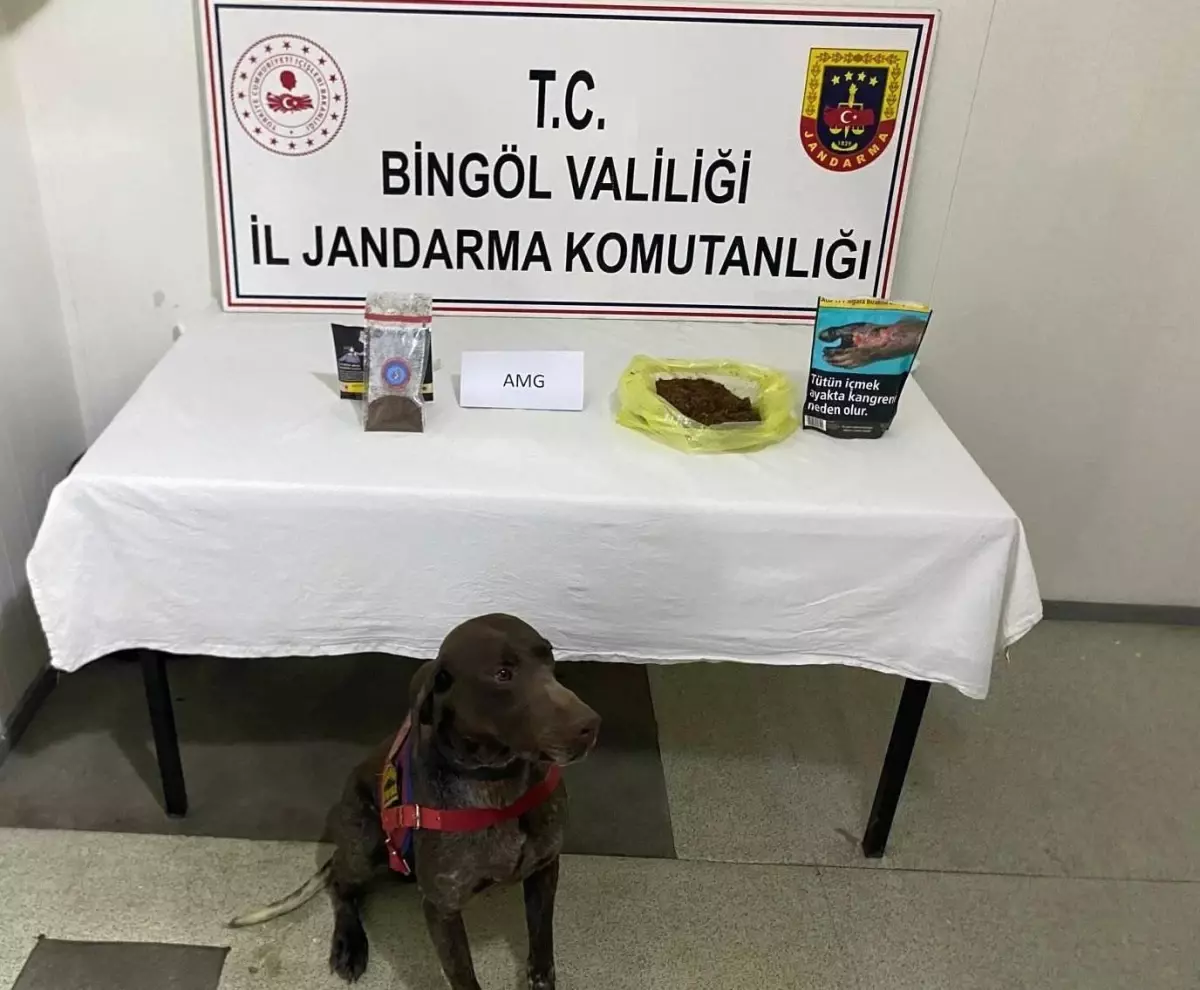 Bingöl'de Otobüste Bonzai Ele Geçirildi