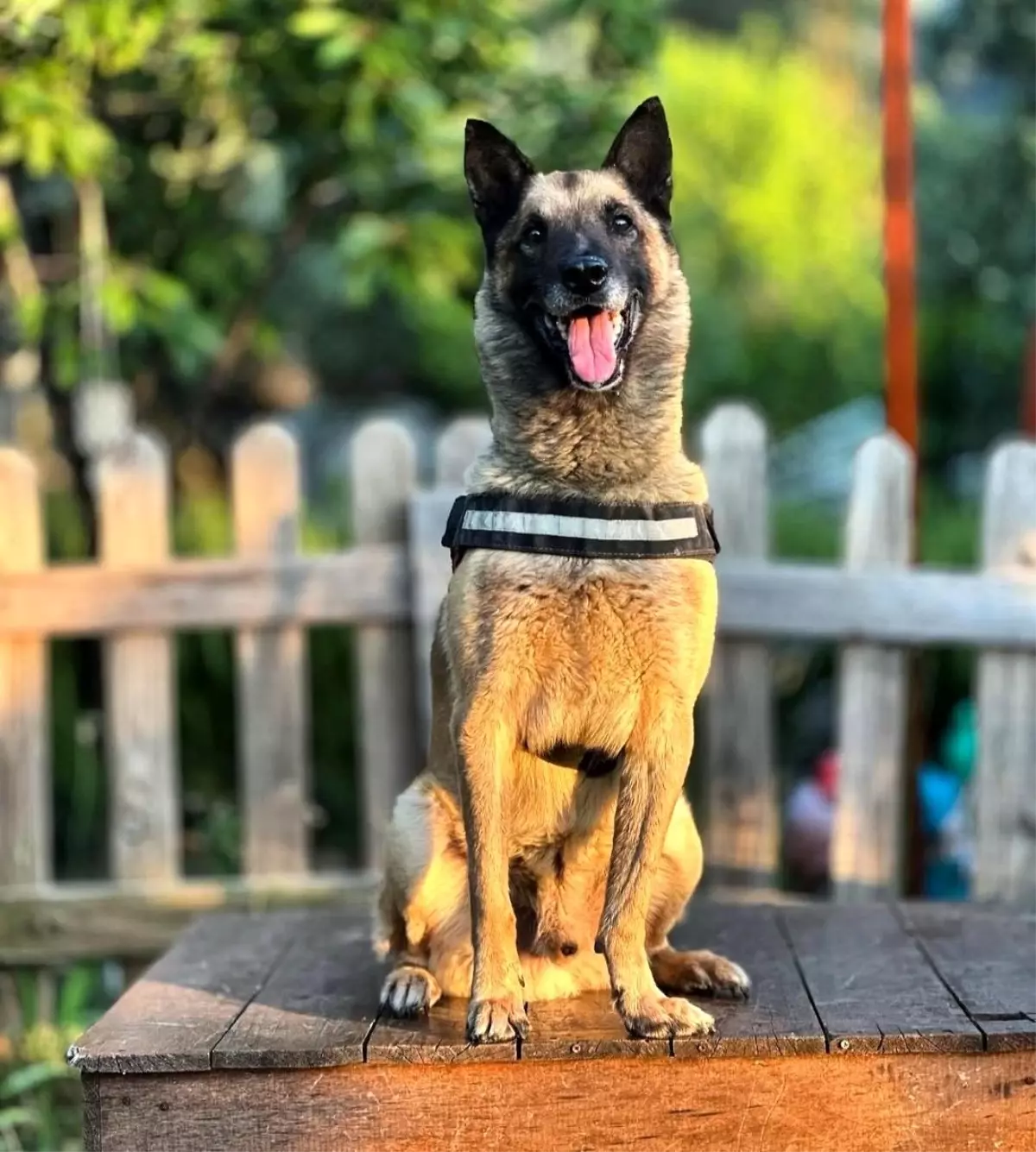 Kahraman Köpek Bob Hayatını Kaybetti