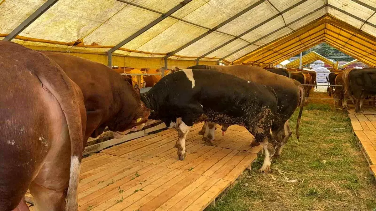Kurban Bayramı'na Hazırlık: İstanbul'da Kurbanlıklar Pazarları Doldurdu