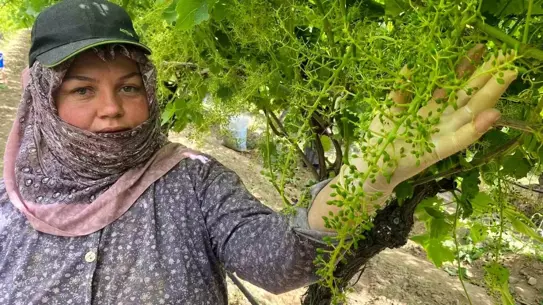 Sarıgöl'de Üzüm Bağları Bakıma Alındı