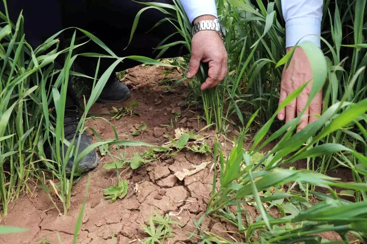 Sivas'ta Hububat Tohumları Büyüyor