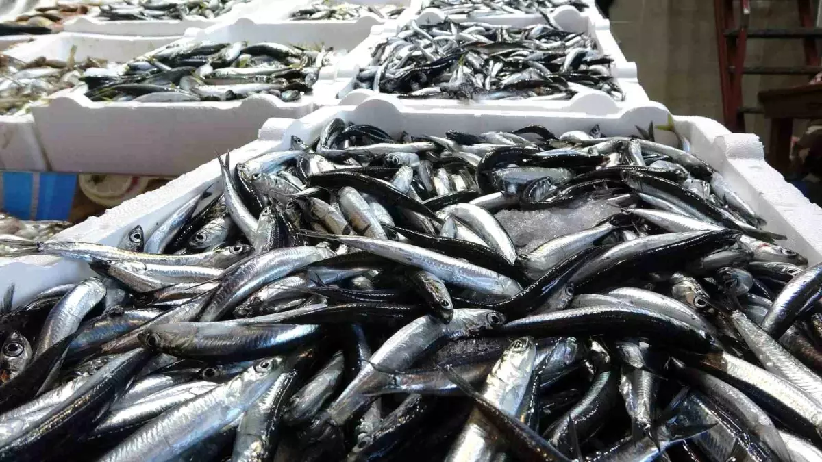 Karadeniz'de Balık Stokları Azalıyor