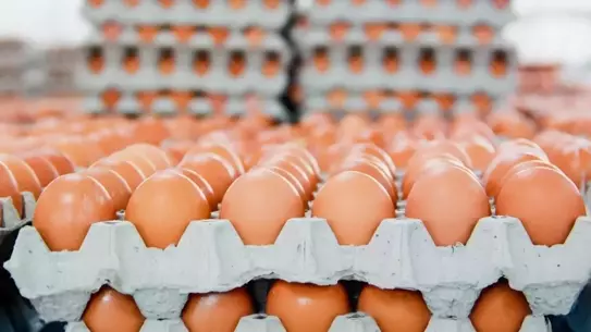 Yumurtanın üretim maliyeti düşerken market fiyatları sabit kaldı