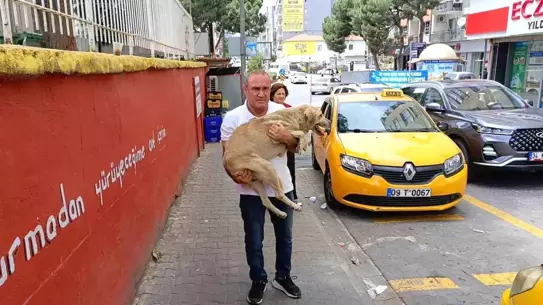 Duyarlı Taksici Hayvanseverliğiyle Takdir Topladı