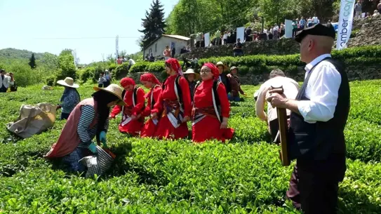 Eynesil'de Renkli Çay Hasadı Etkinliği
