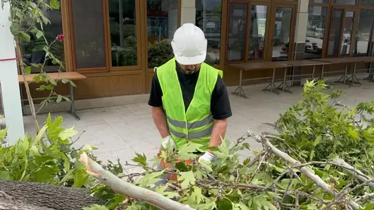 Turgutlu'da Şiddetli Rüzgar Ağaçları Devrildi