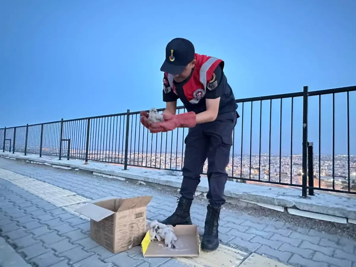 Kilis'te Yavru Kartallar Koruma Altına Alındı