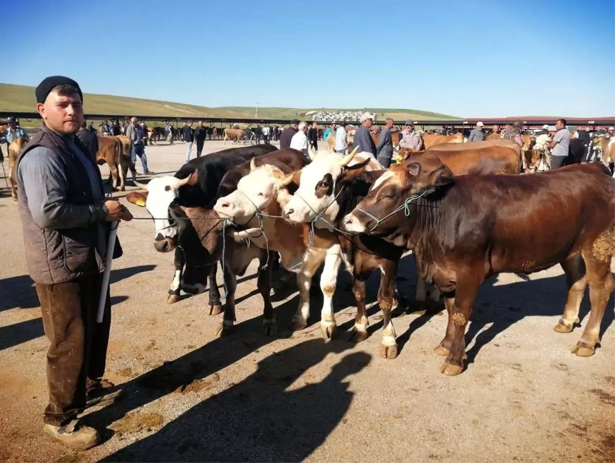 Bayburt'ta Kurban Bayramı Hazırlıkları Tamamlandı