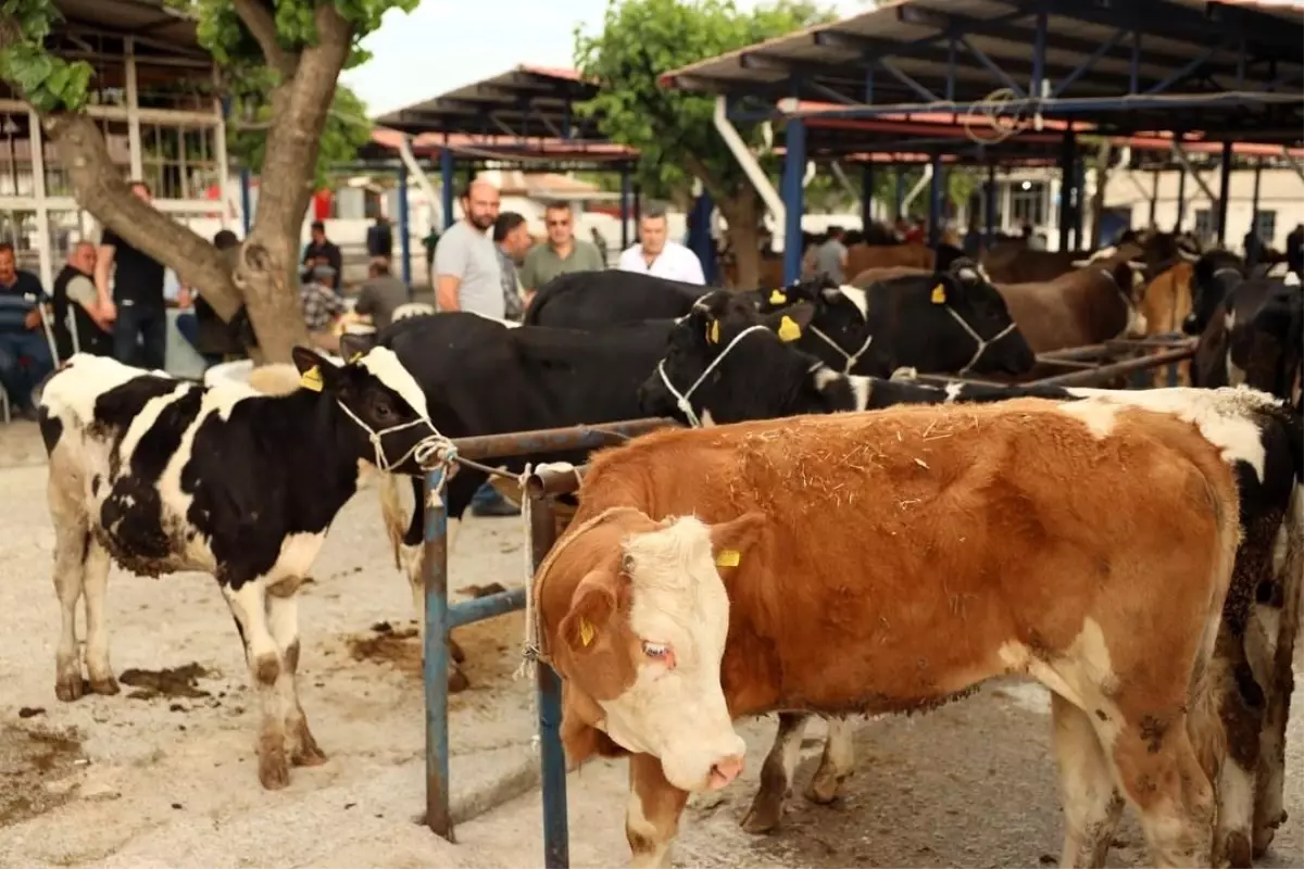 Muğla'da 2025 Kurban Bayramı İçin Kesim Ücretleri ve Yeni Düzenlemeler Açıklandı