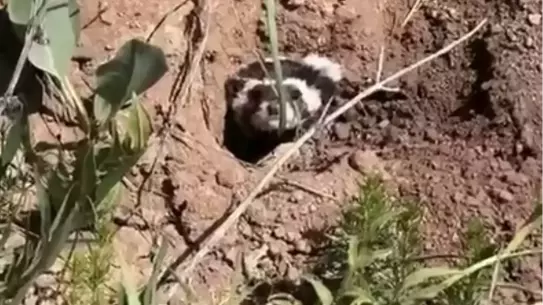 Nesli Tükenme Tehlikesindeki Alaca Sansar Görüntülendi
