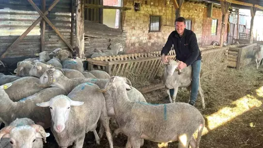 Kurbanlık Satışıyla Düğün Masraflarını Karşılayacak