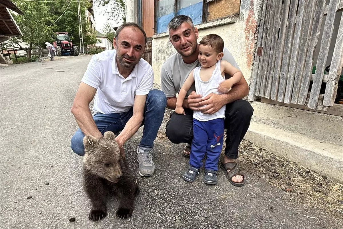 Bitkin Ayı Yavrusu Koruma Altına Alındı